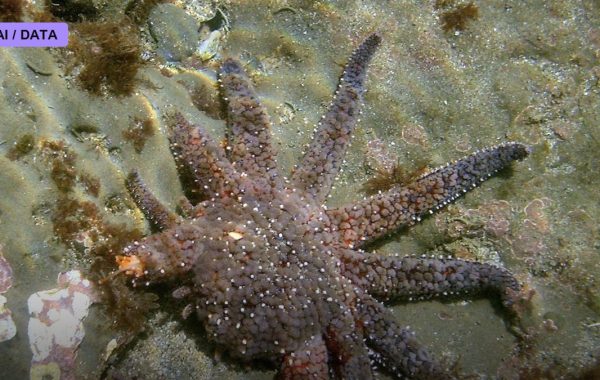 Regenerating a Limb: Lessons From the Axolotl