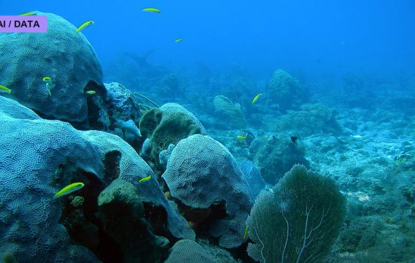 The Coral Frontier: Engineering Reefs to Survive